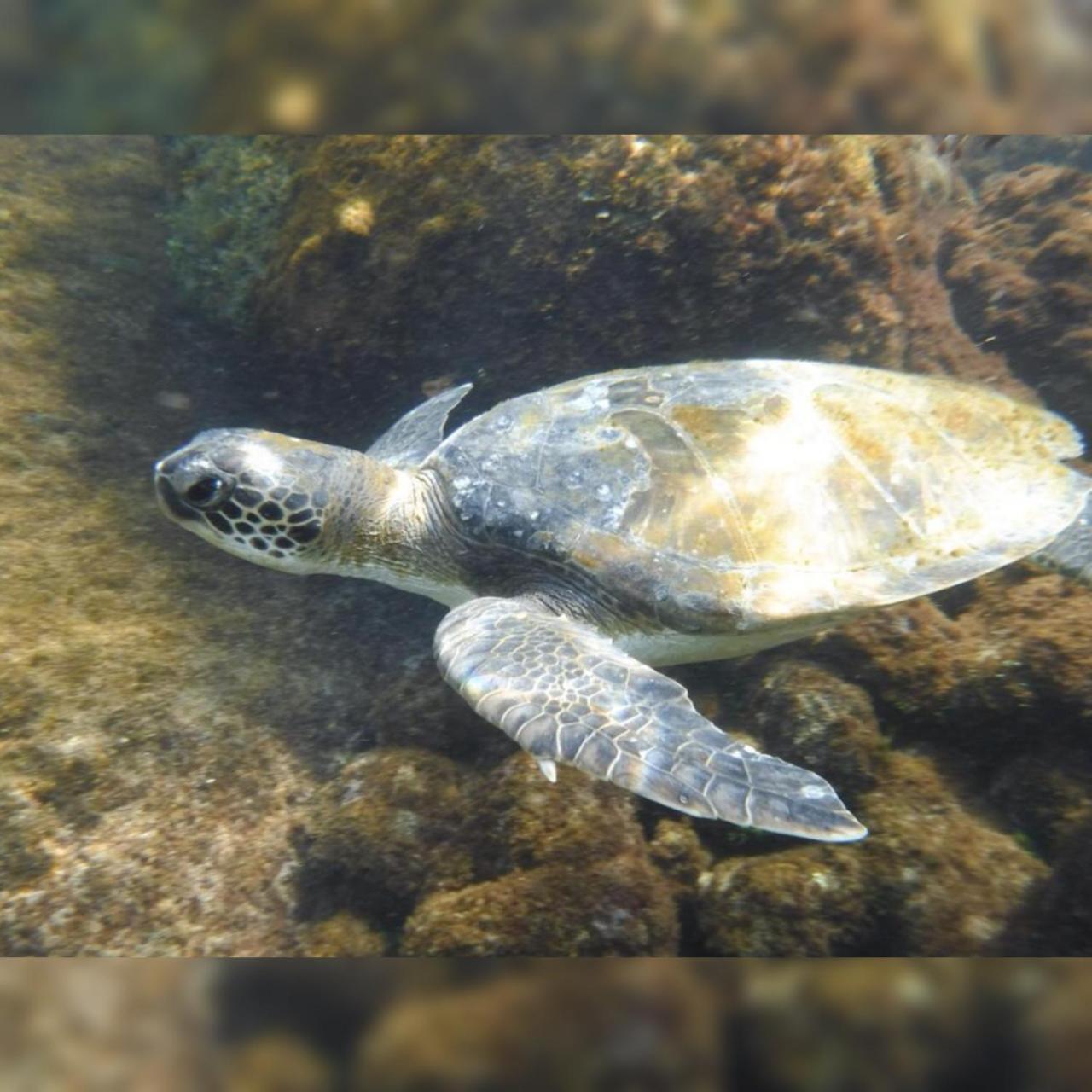 Saracura Ξενοδοχείο Praia de Araçatiba Εξωτερικό φωτογραφία